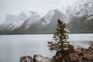 Snow-covered mountains reflect in a calm lake with a lone pine tree in the foreground.