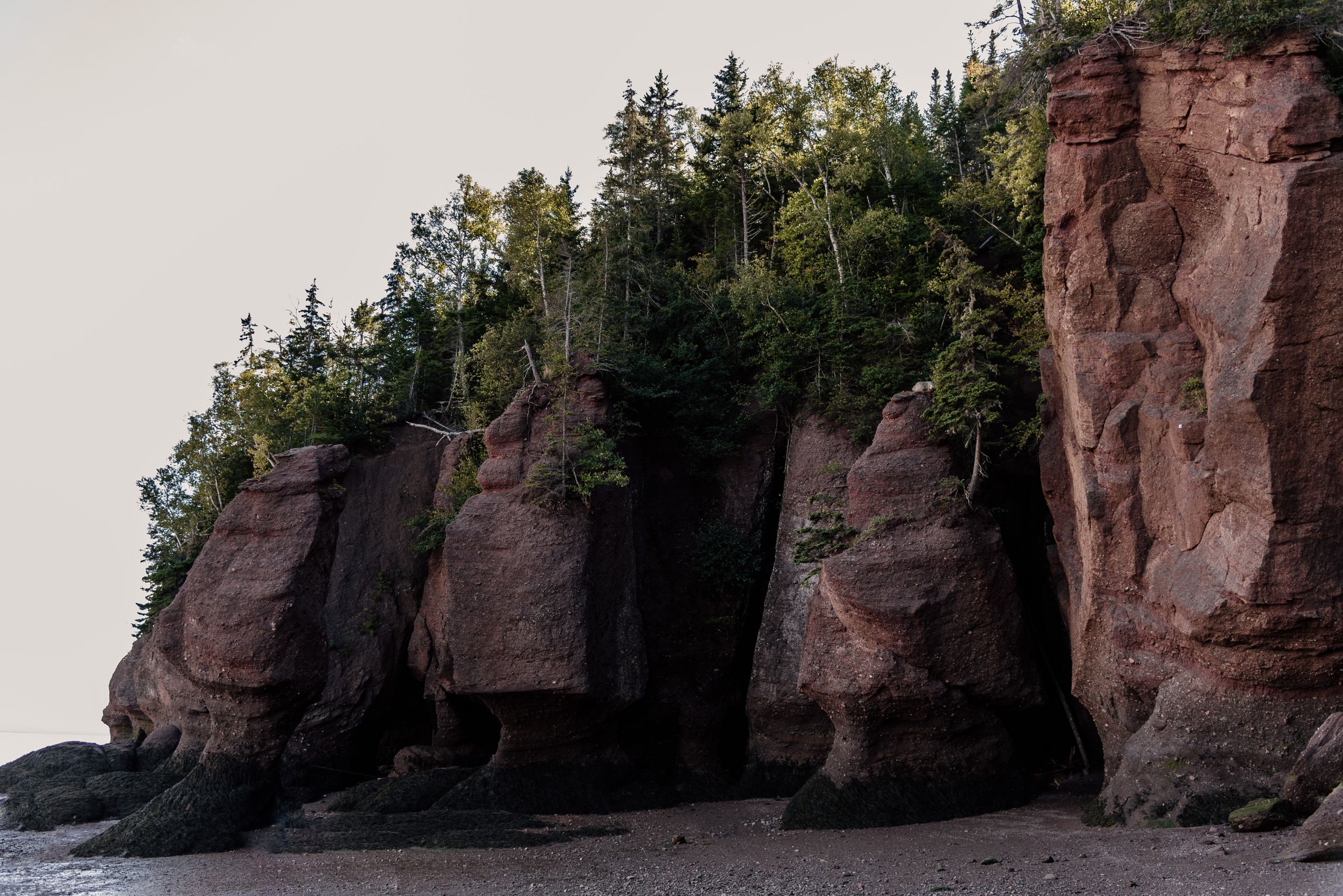 Towering red sandstone cliffs rise from the ocean with evergreen trees growing on top.