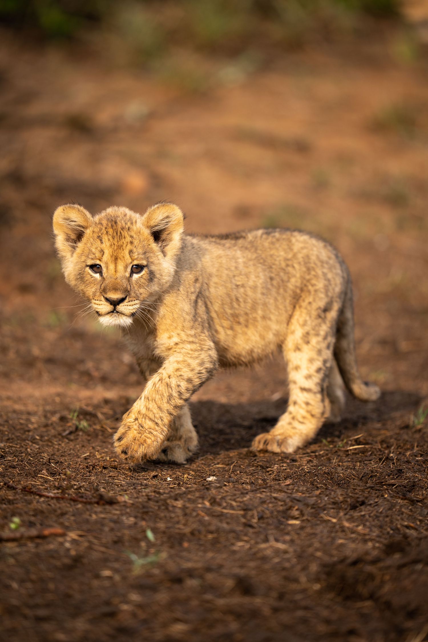 Lion cub walking and exploring on dusty ground in natural habitat.