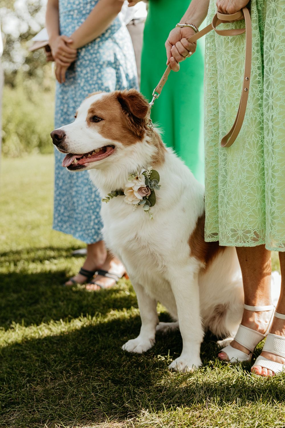 Brown and white dog on leash standing in grass next to floral dress.