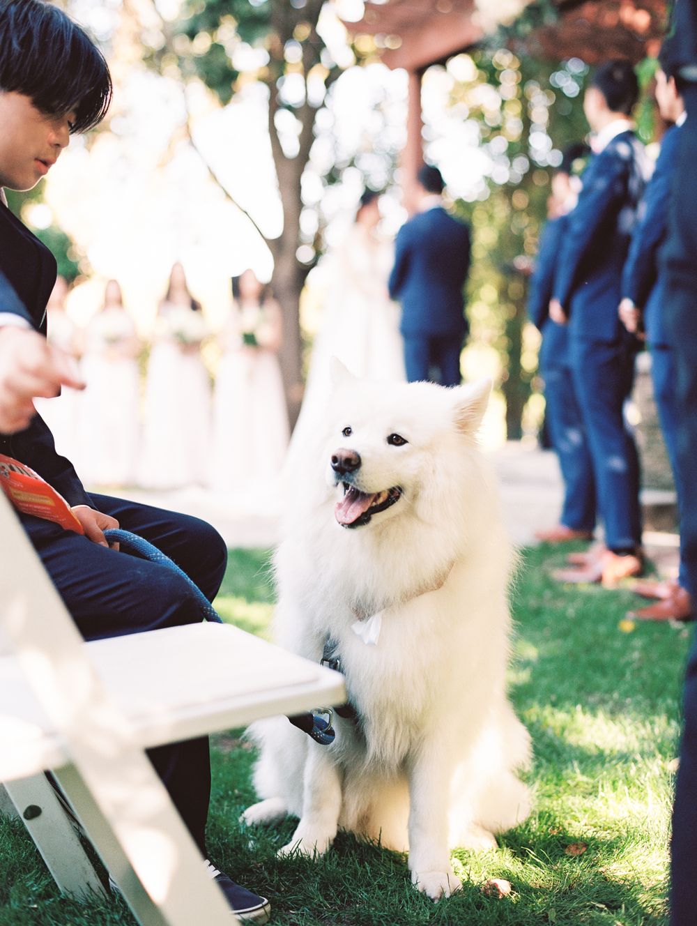 A fluffy white Samoyed dog stands attentively next to guests during an outdoor wedding ceremony.