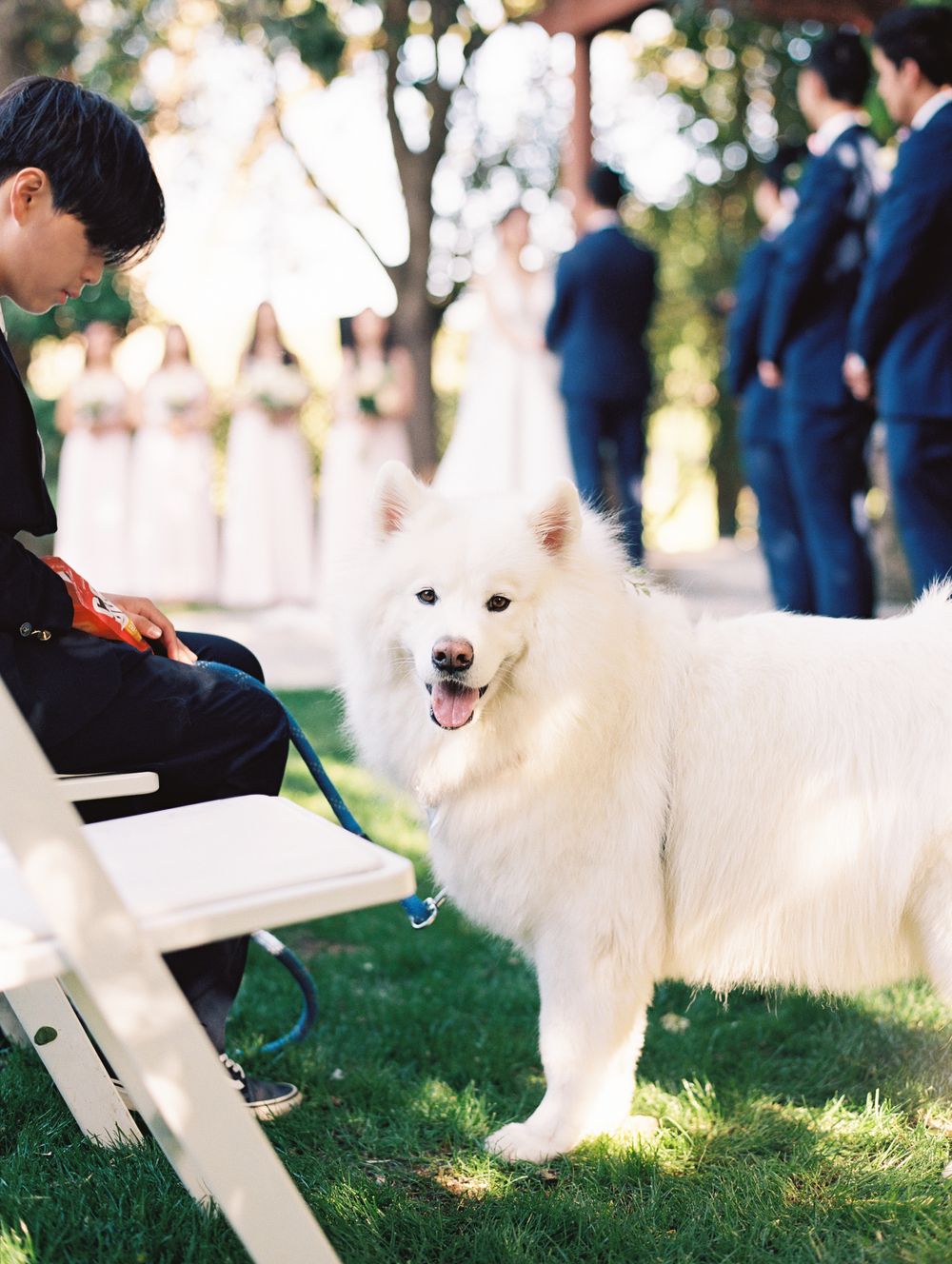 A happy Samoyed dog interacts with wedding guests on white chairs during an outdoor ceremony.