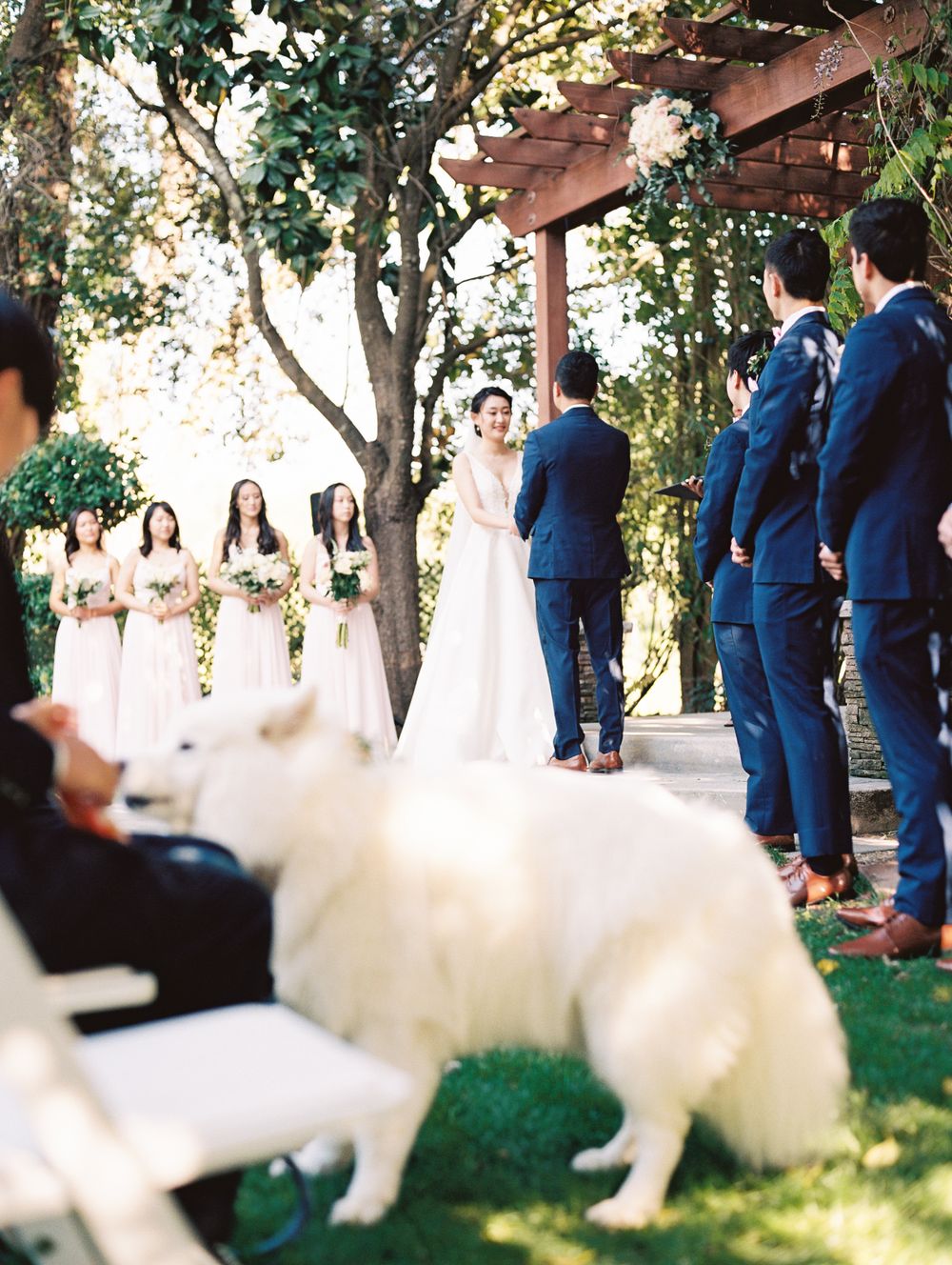 A wedding ceremony under a wooden pergola with a white Samoyed dog in the foreground.