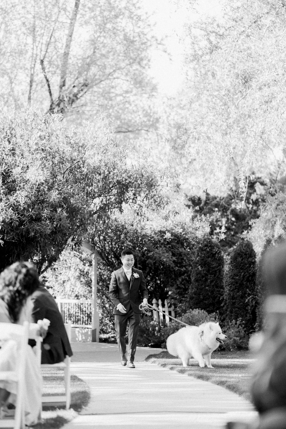 A black and white photo of a Samoyed dog walking down an outdoor wedding aisle.