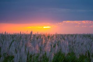 Panoramic view of a field at sunset with tall grass silhouetted against a colorful sky.