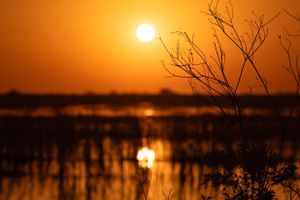 Stunning orange sunset over wetlands with silhouetted bare branches against the glowing sky.