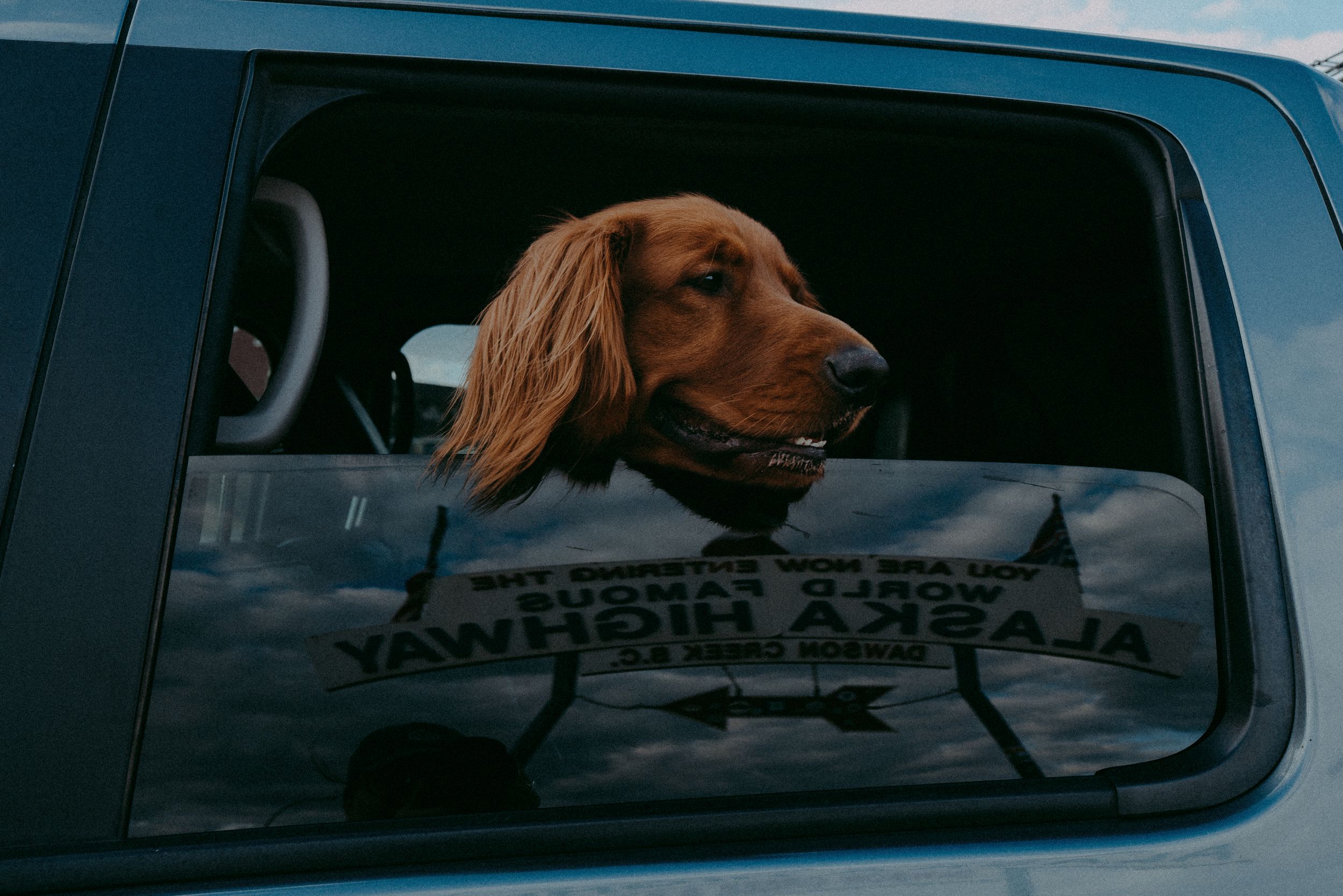 golden retriever on the Alcan Highway