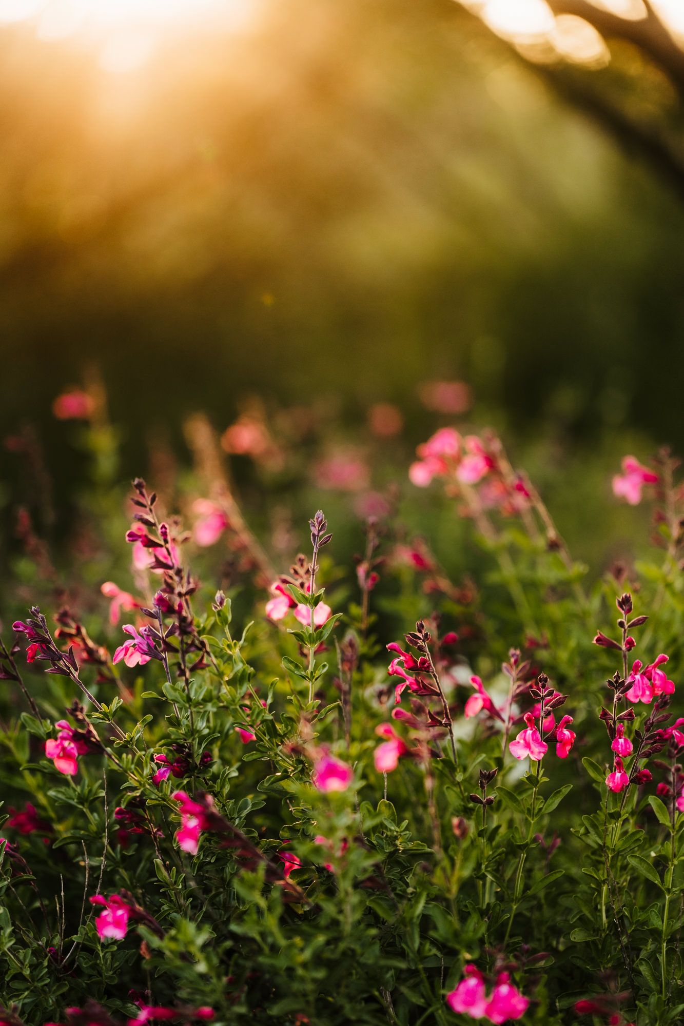 Pink wildflowers blooming in a field during golden sunset hour.