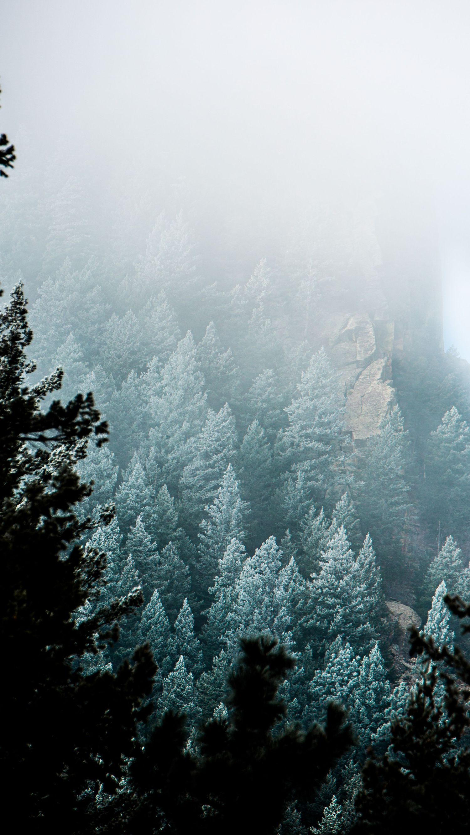 Misty evergreen forest covered in frost creates an ethereal winter landscape.