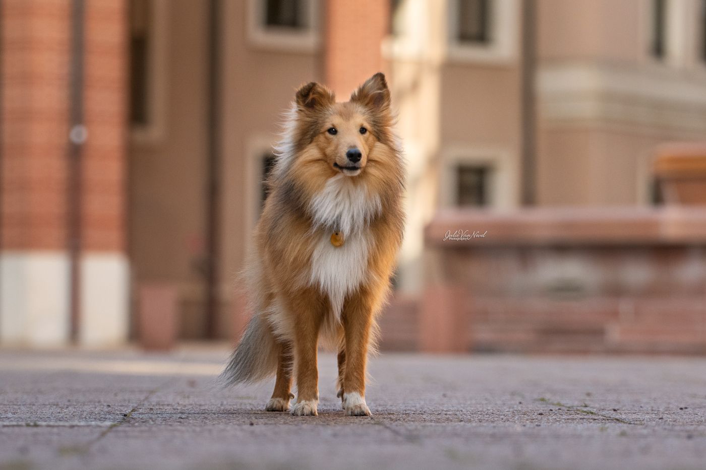 Chien en ville