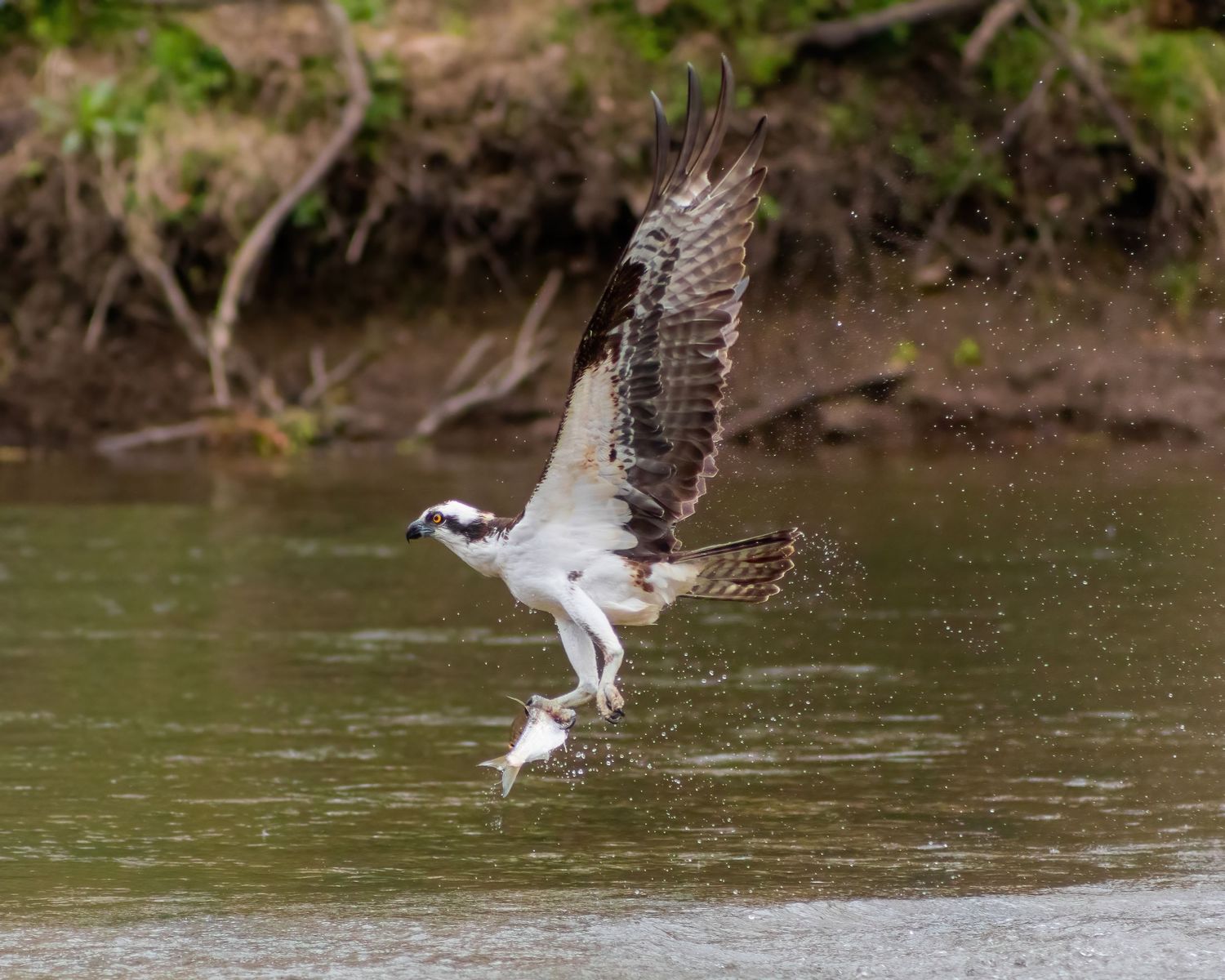 Osprey catching a fish. Conservation and wildlife photography.