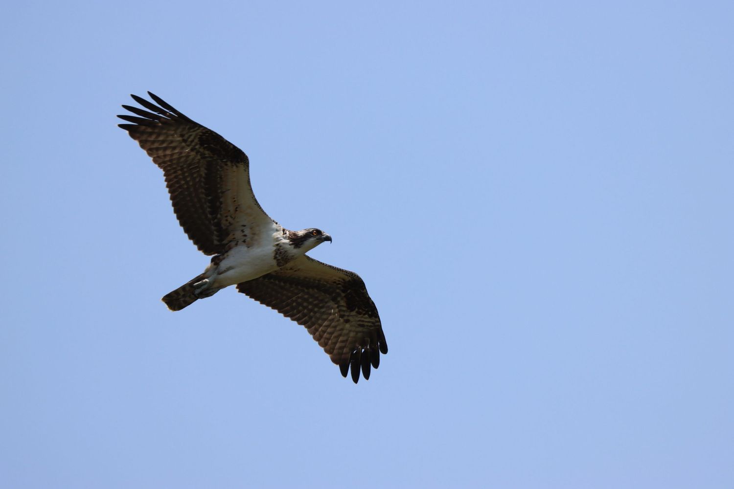An osprey soaring with wings spread wide against a clear blue sky.
