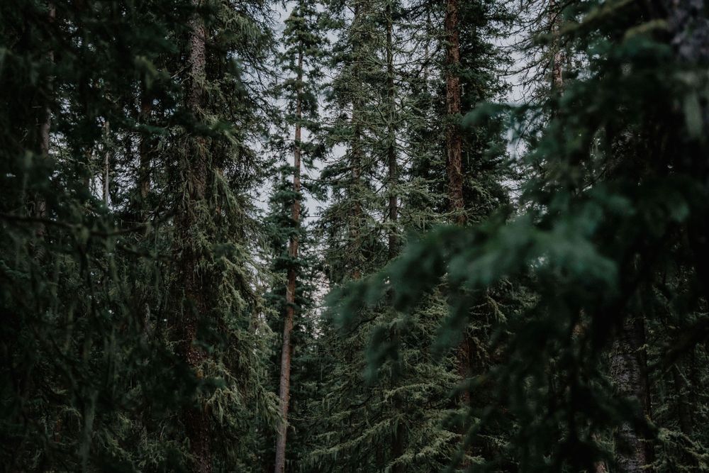 Towering evergreen trees create a dense forest canopy in dramatic low light conditions.