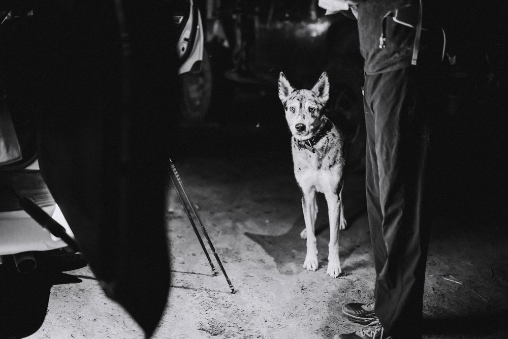 Alert German Shepherd dog standing in black and white nighttime scene.