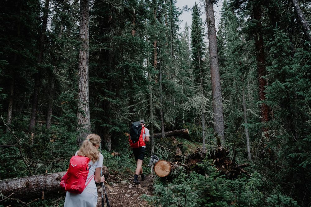 Hikers navigate through dense forest trail with fallen logs and thick vegetation.
