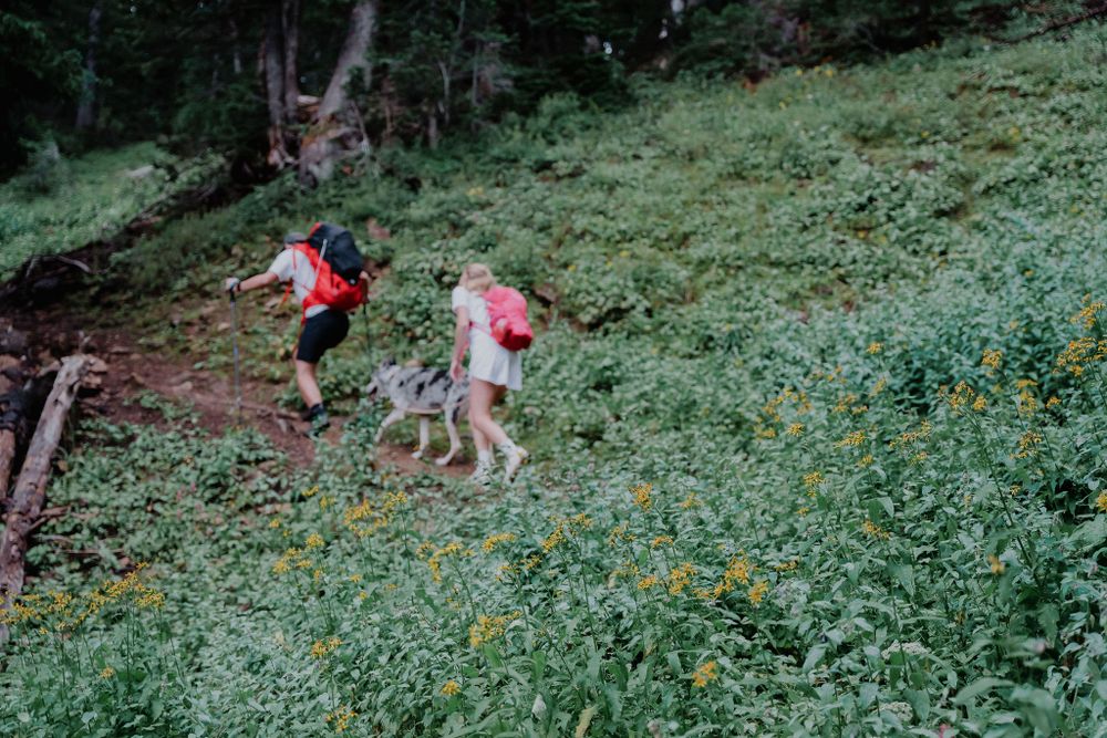 Group hiking through alpine meadow filled with yellow wildflowers on mountain slope.