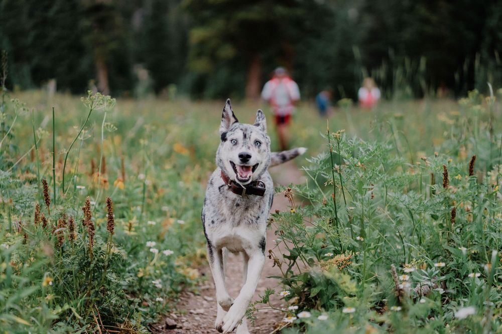 Happy wolf-like dog runs along a dirt trail through wildflower meadow.