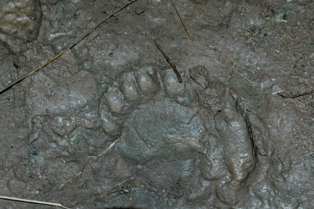 Large muddy footprint impression preserved in wet soil or clay.
