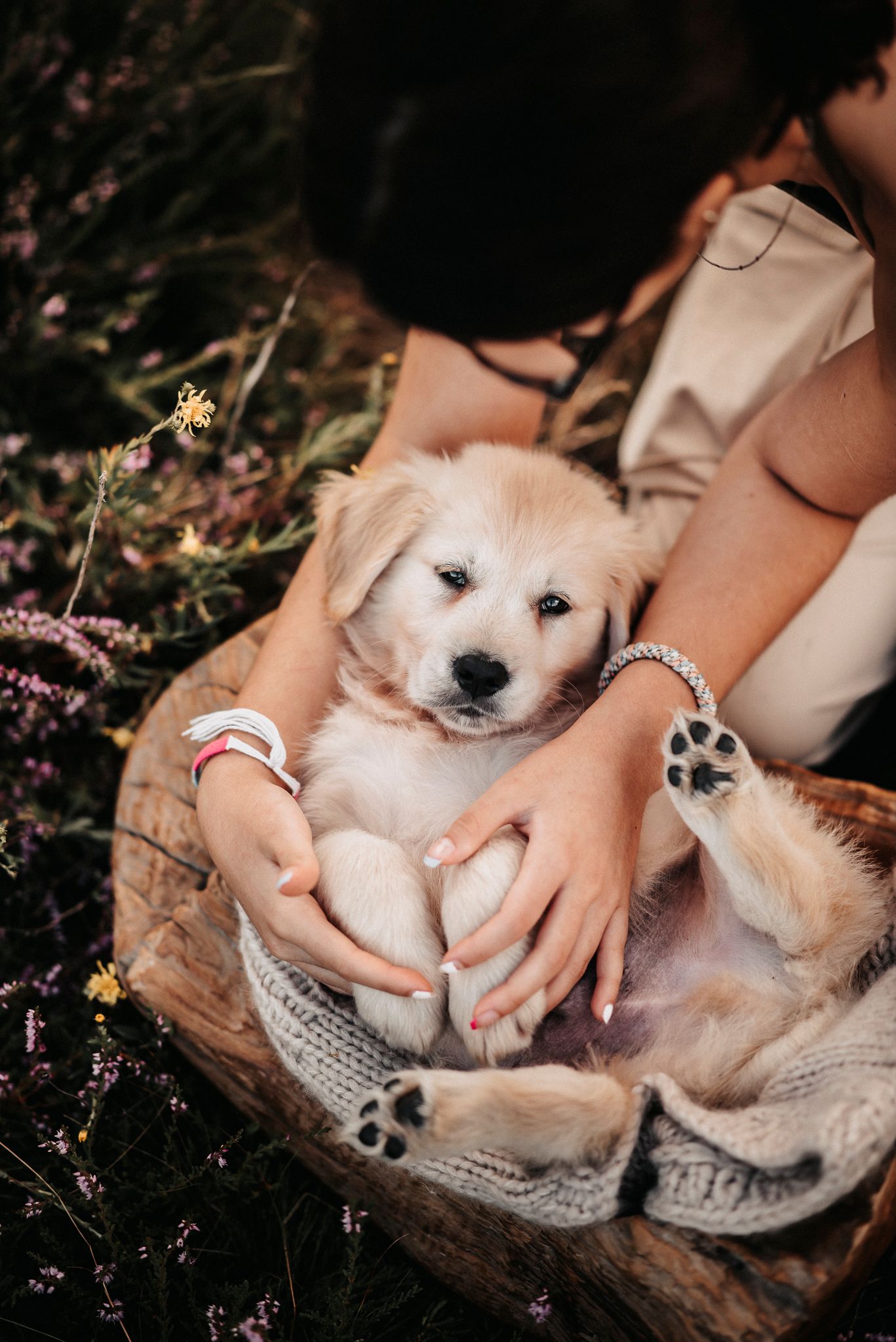 Adorable golden retriever puppy rests in woven basket among purple wildflowers.