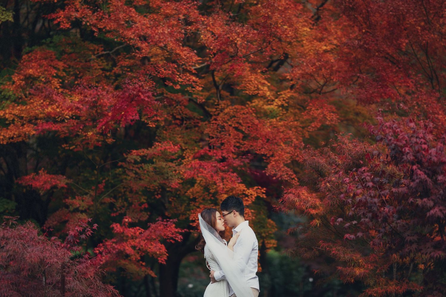 Couple embracing surrounded by vibrant red autumn maple trees in romantic wedding portrait.