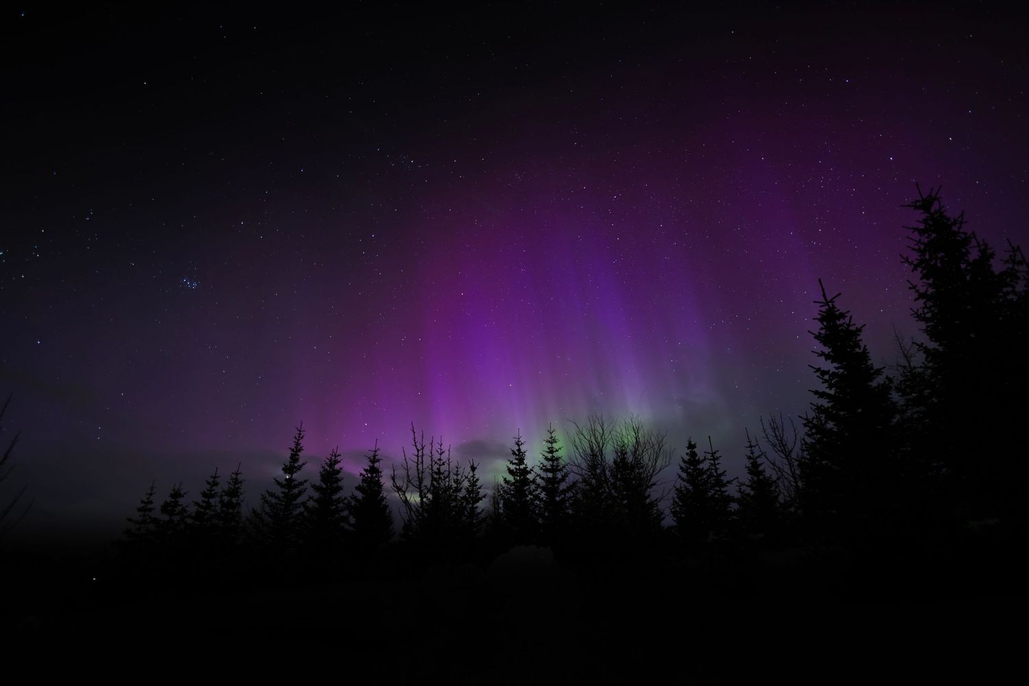 Purple aurora borealis lights dance above a dark forest treeline at night.