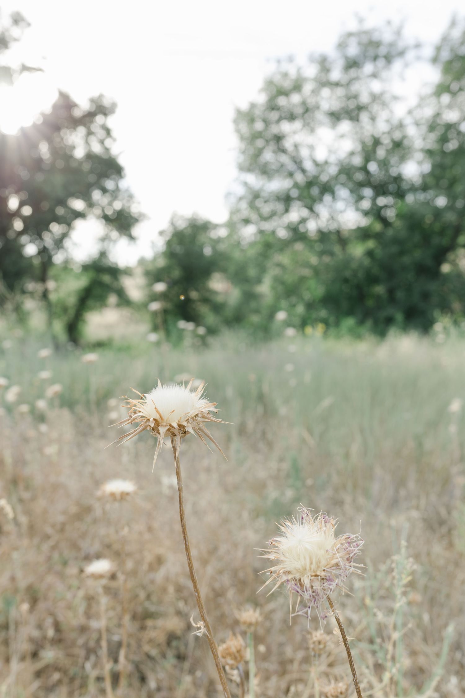 Wildweeds are free wildflowers Captured by Chelsee Rawe Photography
