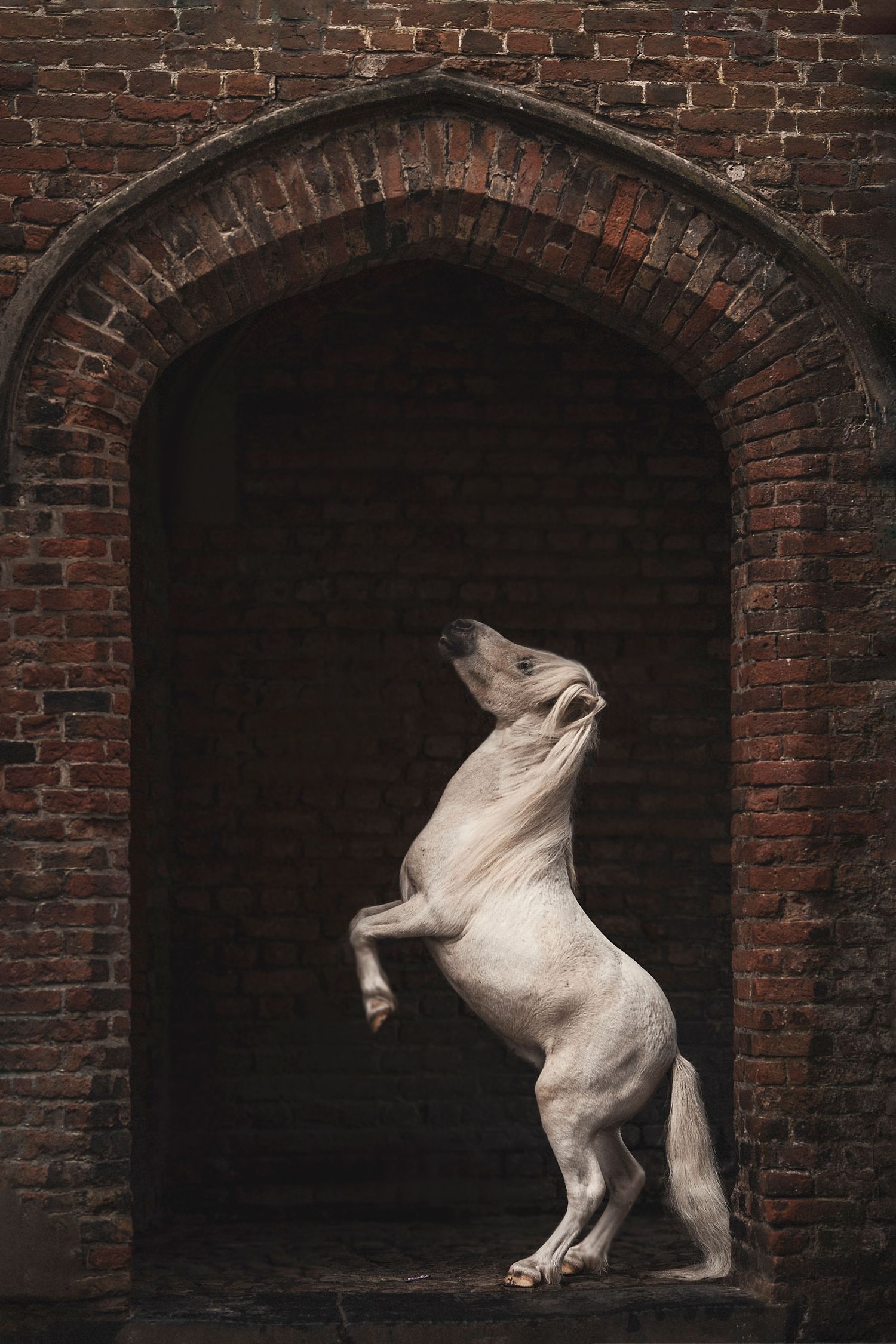 White horse rearing dramatically in an arched brick doorway.