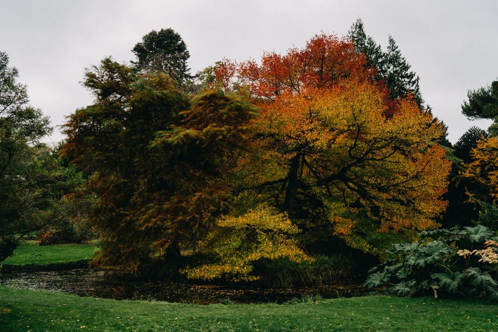 Panoramic view of autumn trees with vibrant orange and yellow foliage against cloudy sky.