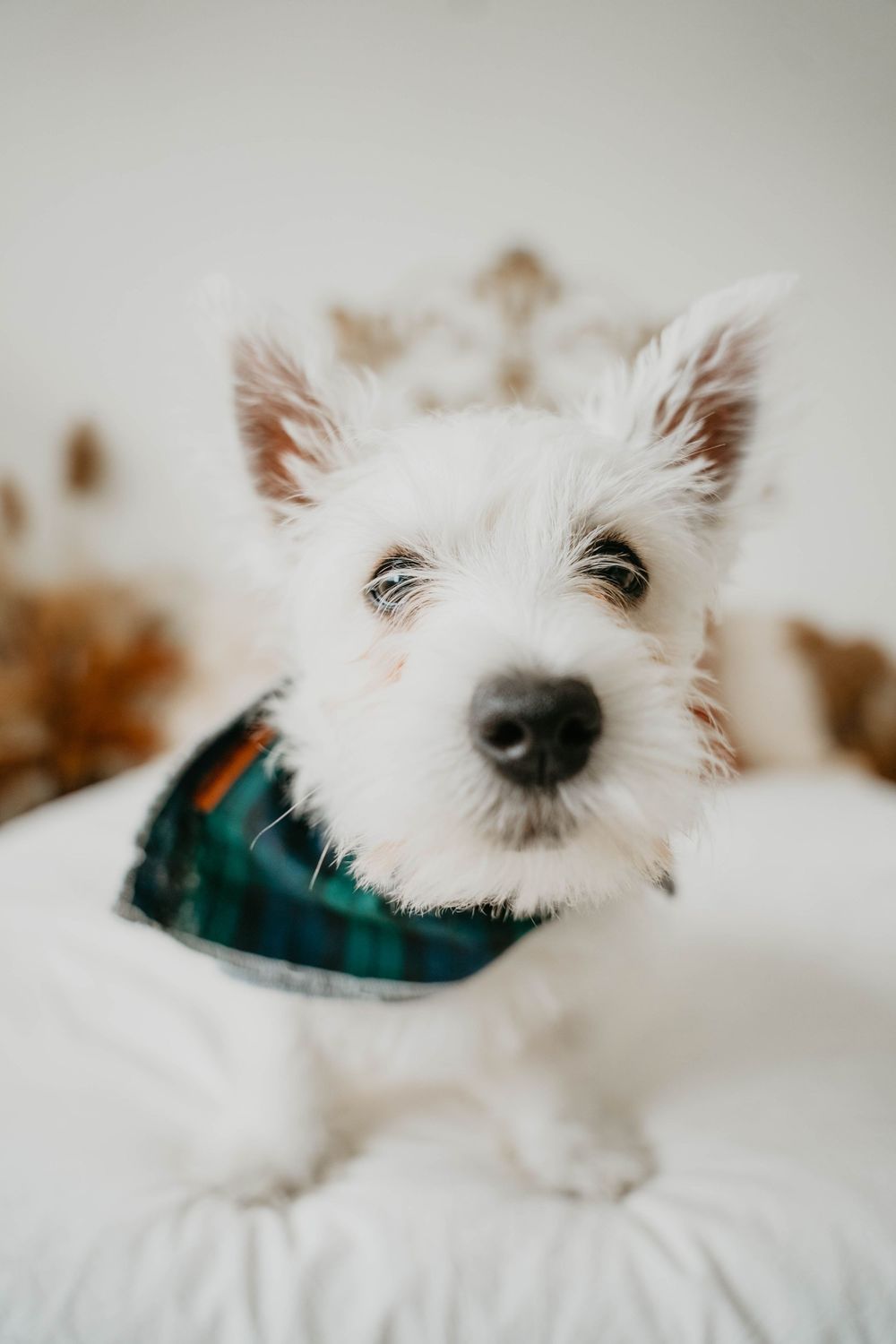 Close-up shots of a white West Highland Terrier puppy wearing a plaid collar on white bedding.