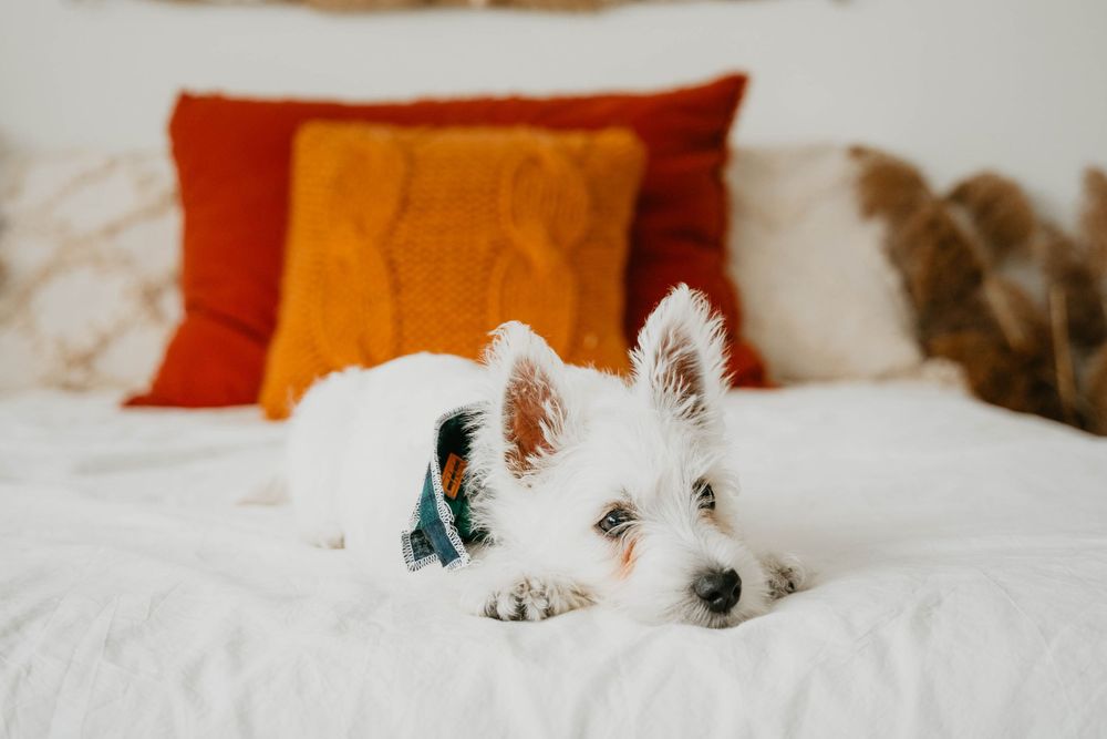 White Westie puppy resting on white bedding with orange accent pillows in the background.