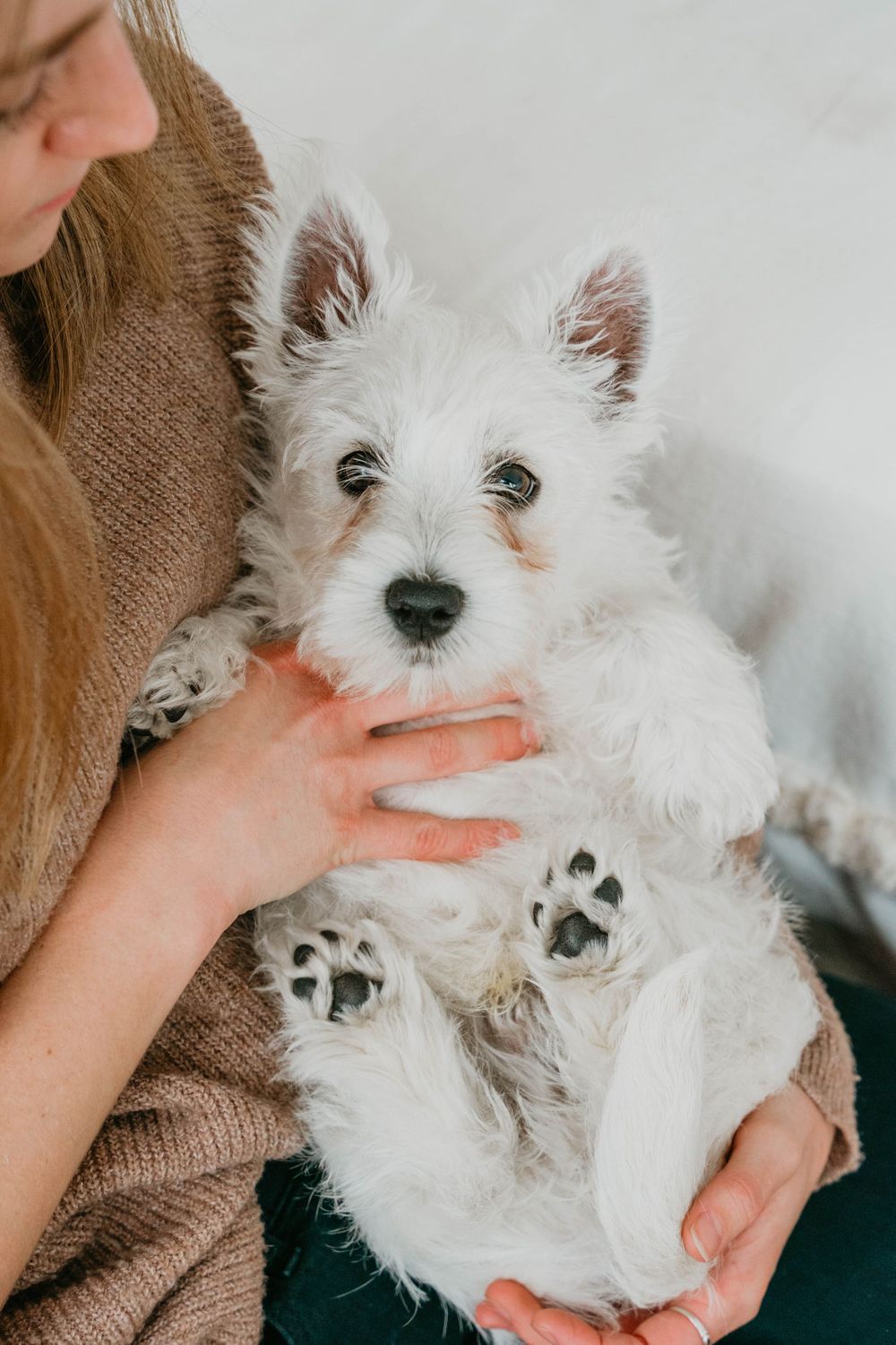 Gentle hands petting and holding a small white puppy wearing a dark collar.