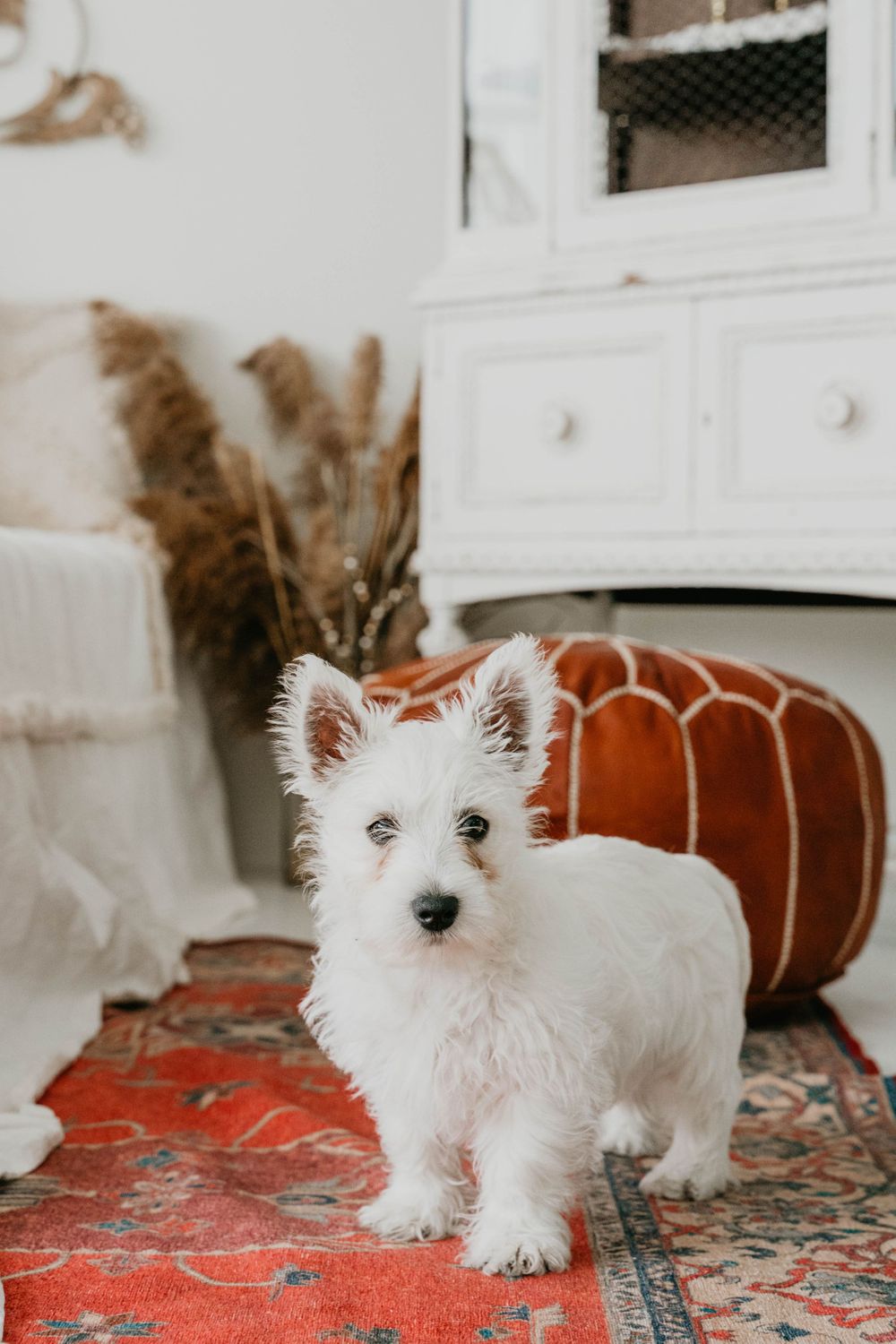 Small white Westie puppy standing on a red patterned rug in a bright room.