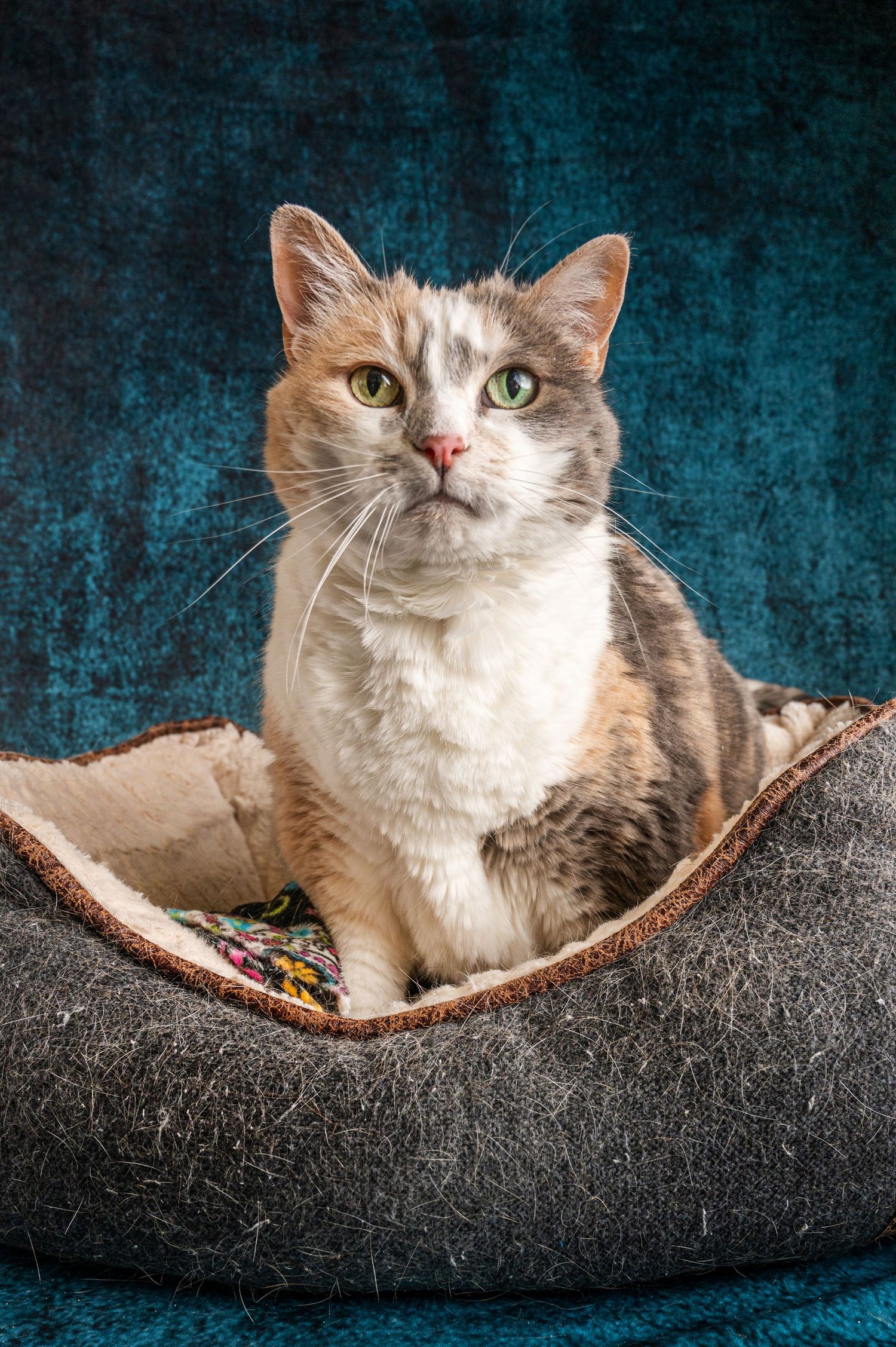 Red Desert Humane Society adoptable animals. Your future pet is available.