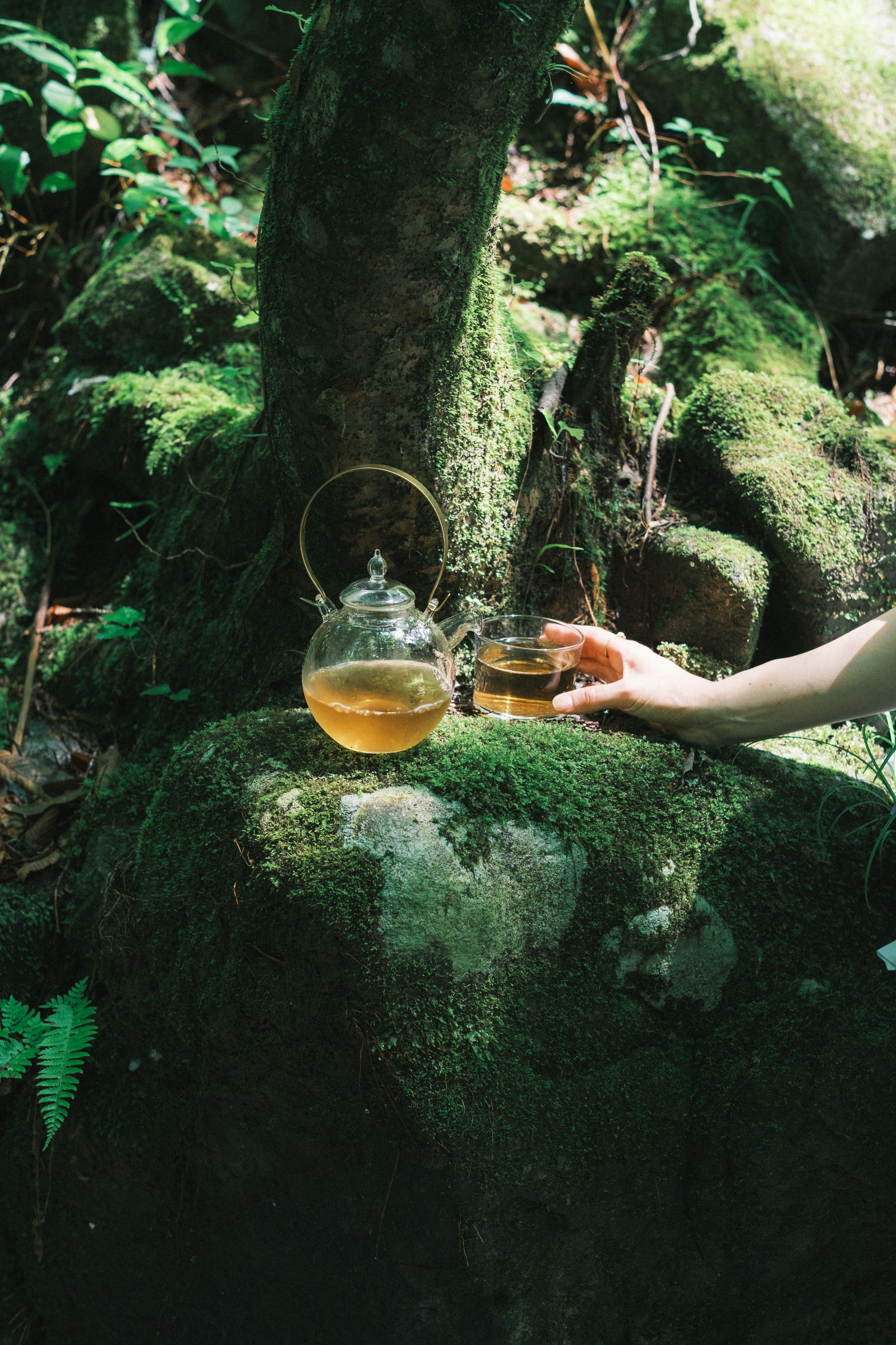 森ノ茶