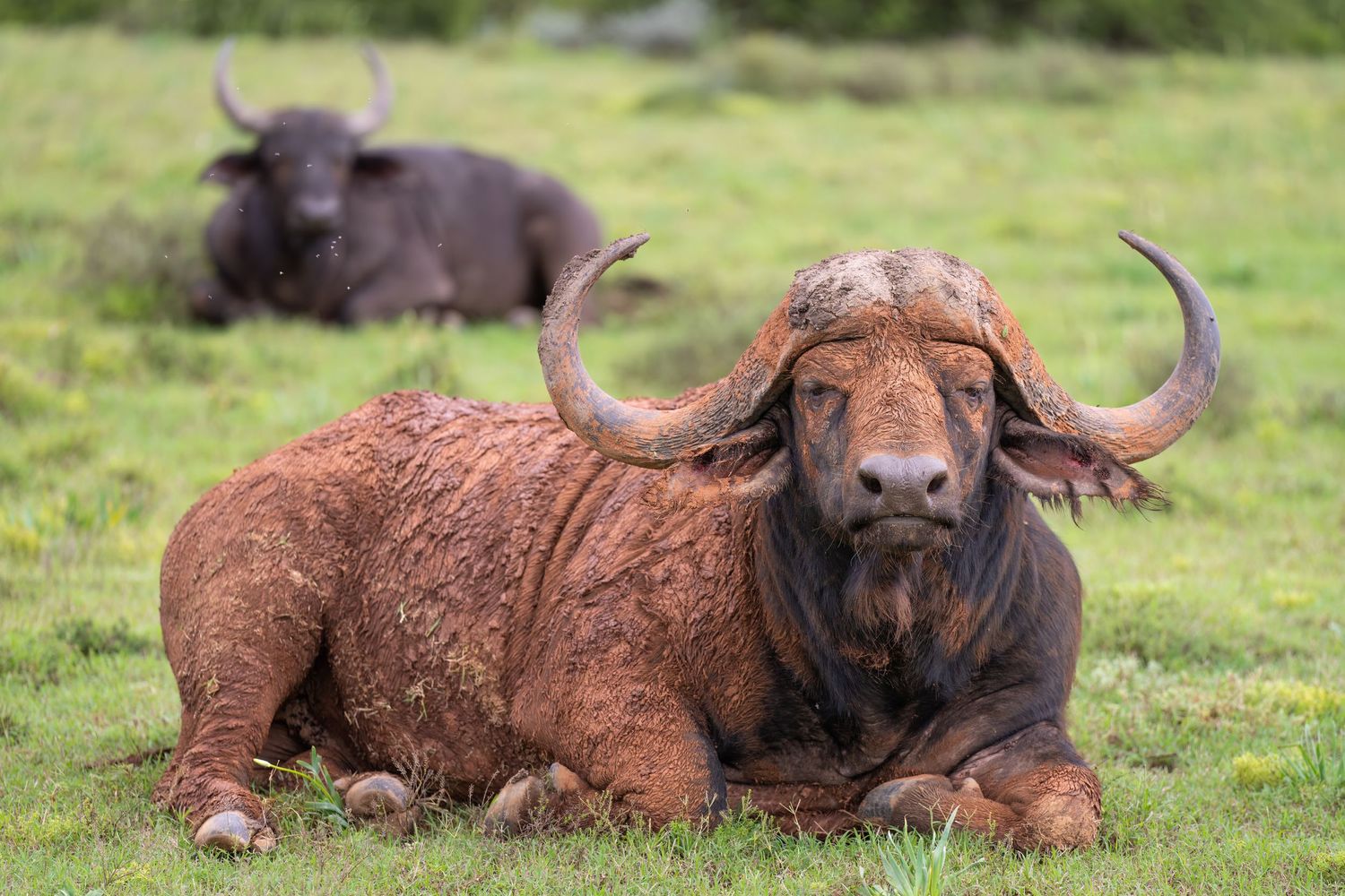 Several cape buffalo resting in a grassy field during daytime.