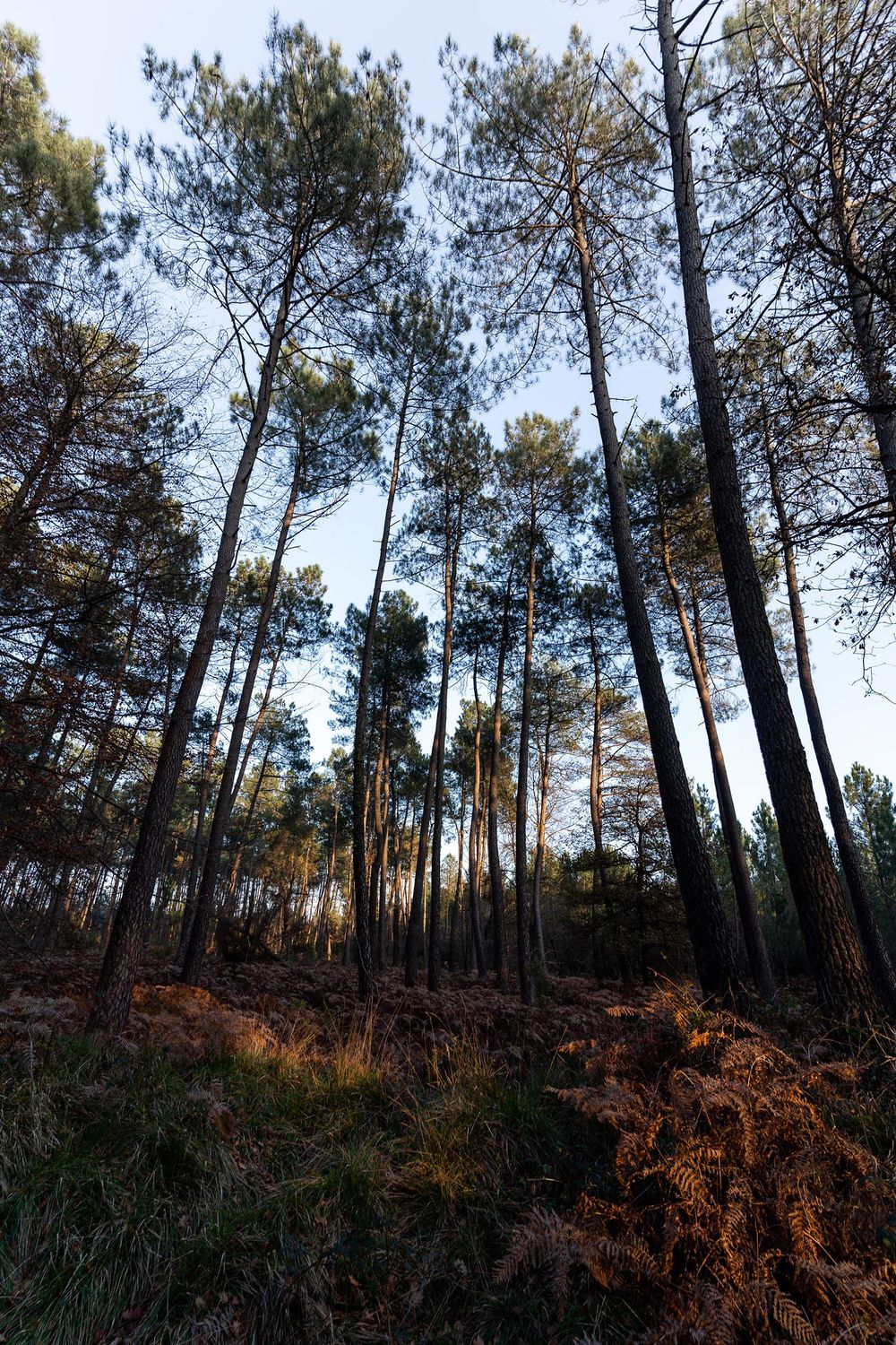 Nature