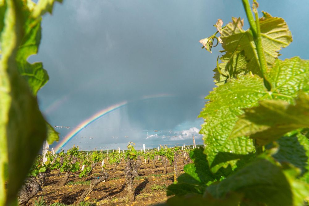 Arc en ciel vigne