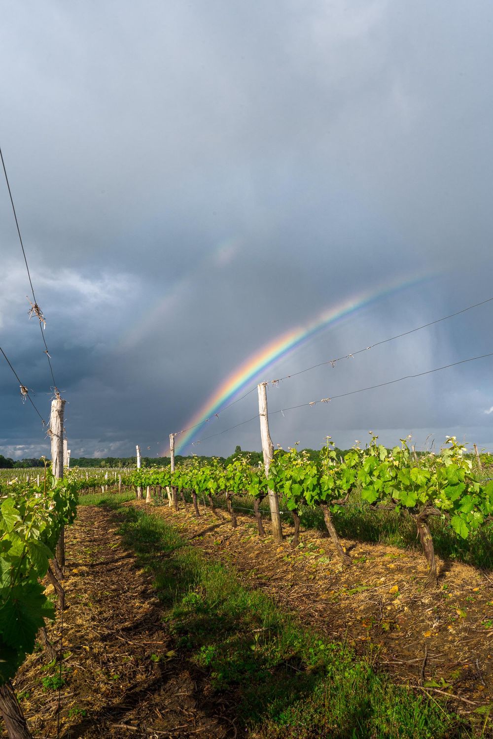 Arc en ciel vignes