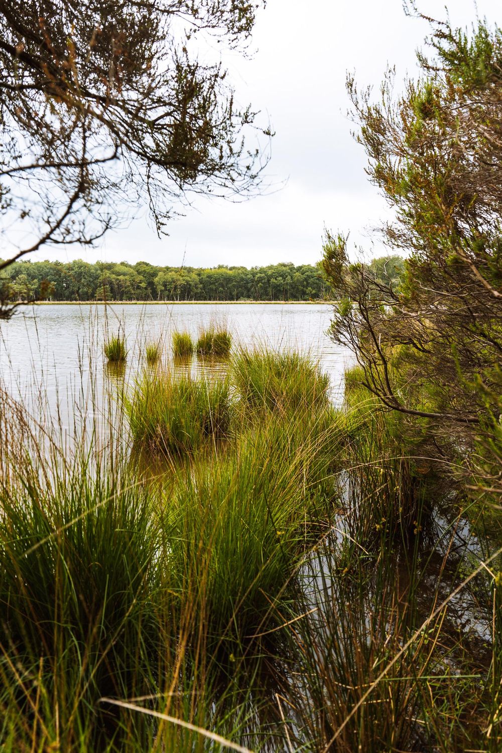 Etang