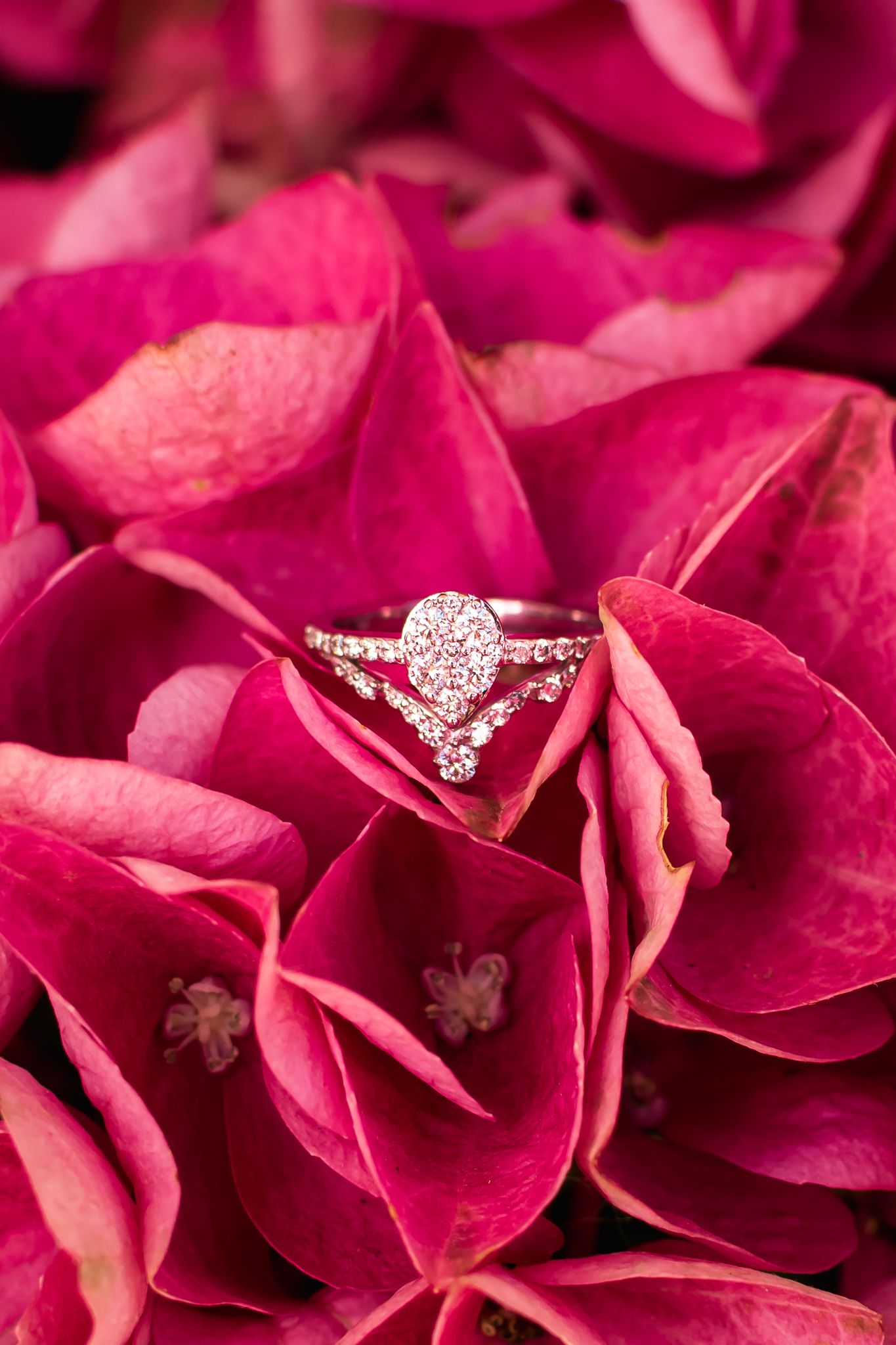 An engagement ring shining amongst vivid pink flowers. Photo by Kari Mills Photography, Vancouver photographer.