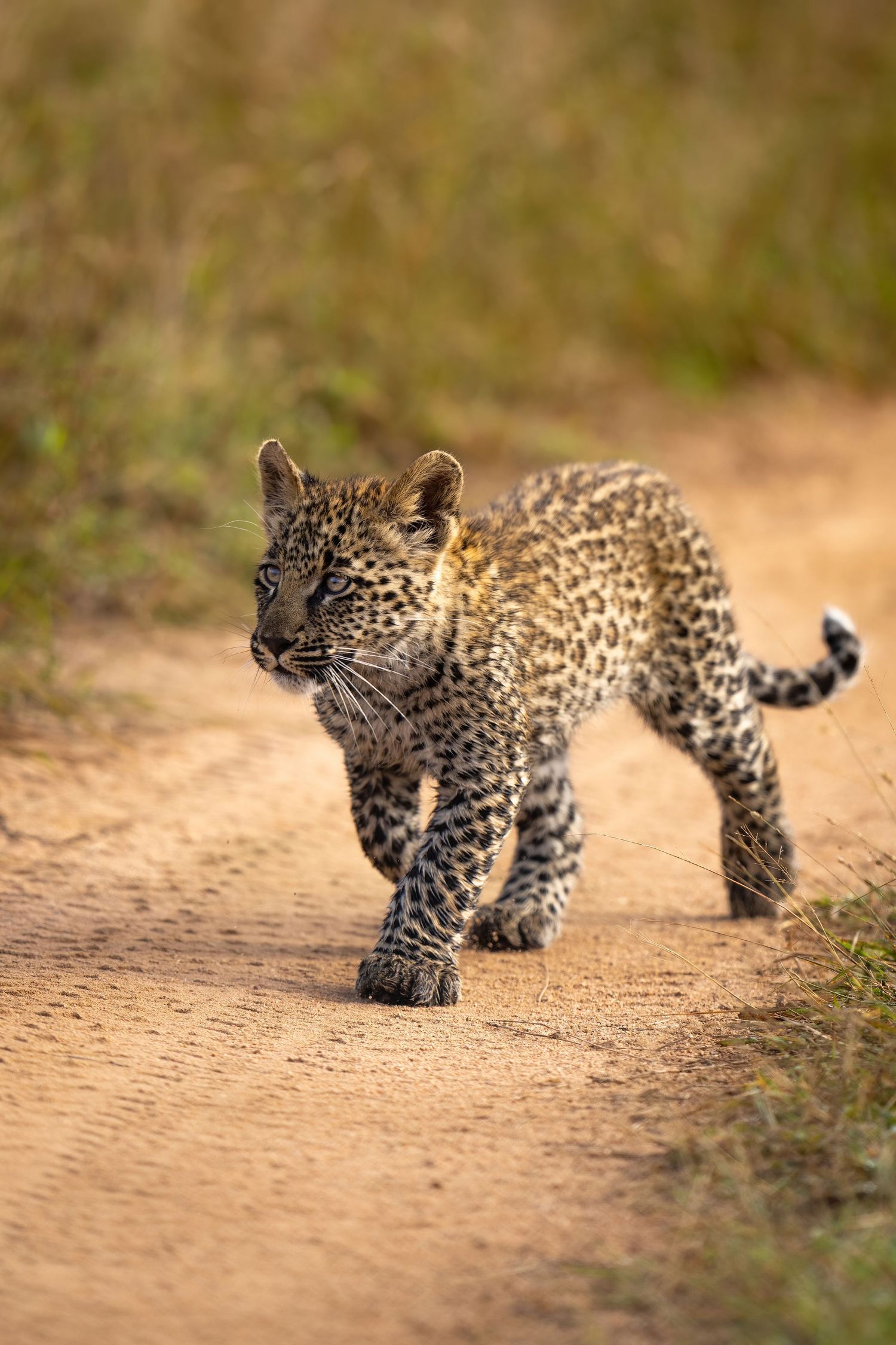 Young leopard cub running playfully across a sandy path in the wilderness.