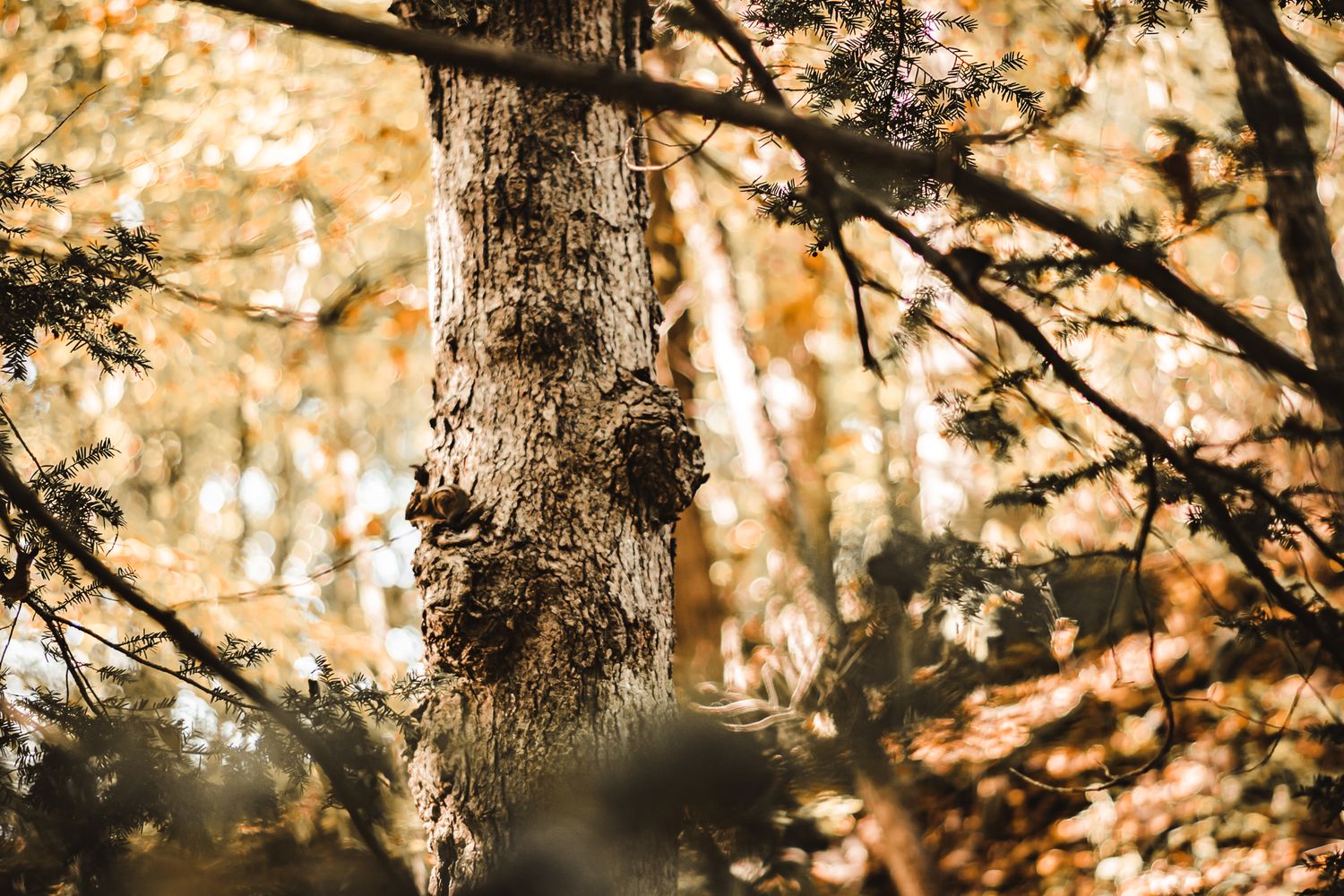 Sunlit tree trunk in forest with golden bokeh effect.