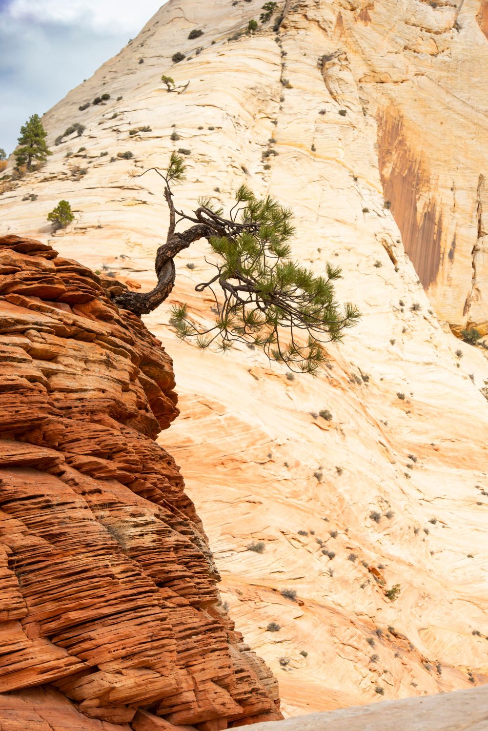 Utah, red rocks, bonsai tree