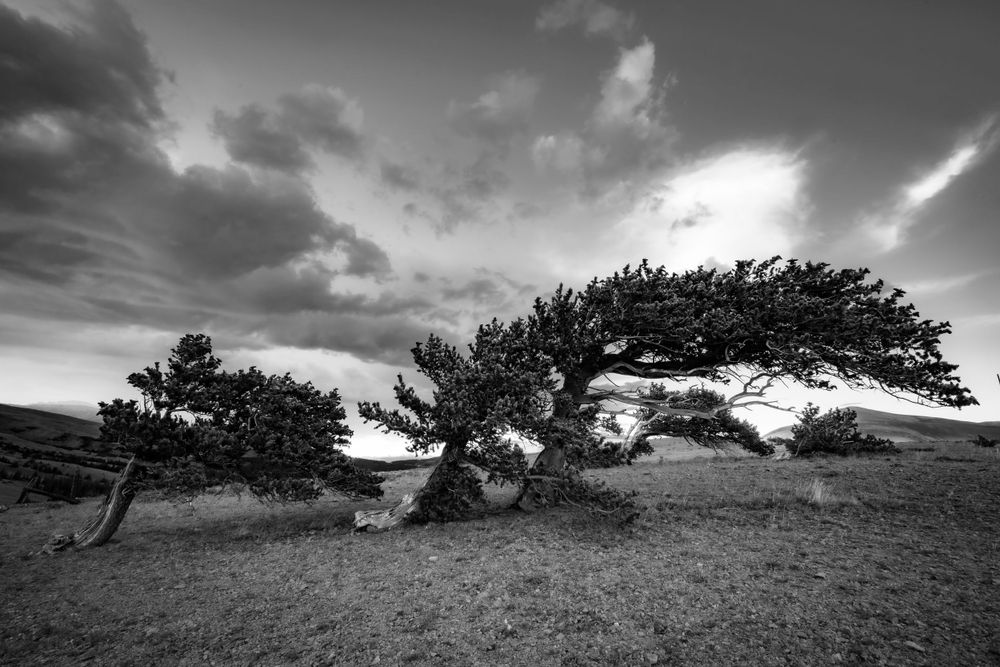 Colorado, Fair Play, bristlecone pine