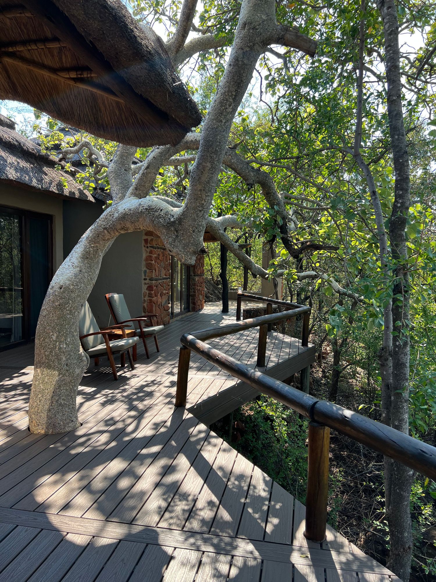 Wooden deck walkway winding through trees at luxury safari lodge.