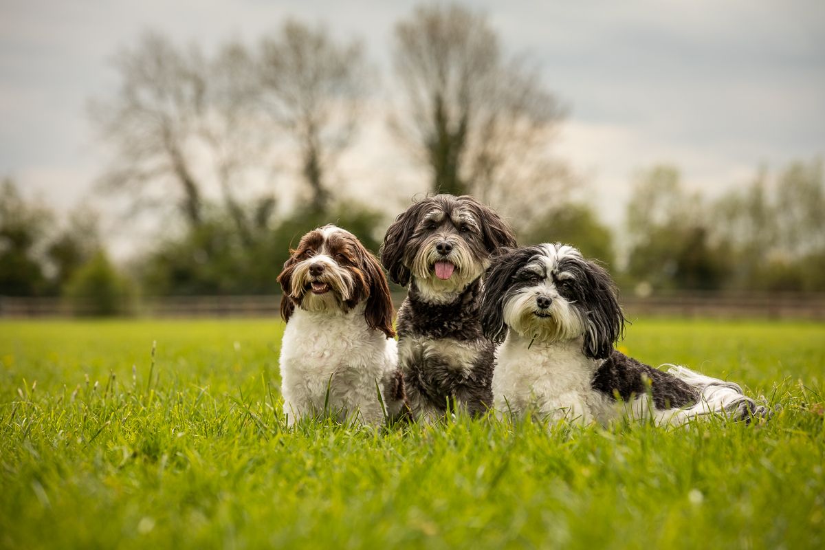 Three mixed breed dogs sitting together in a line on lush green grass with trees in background.