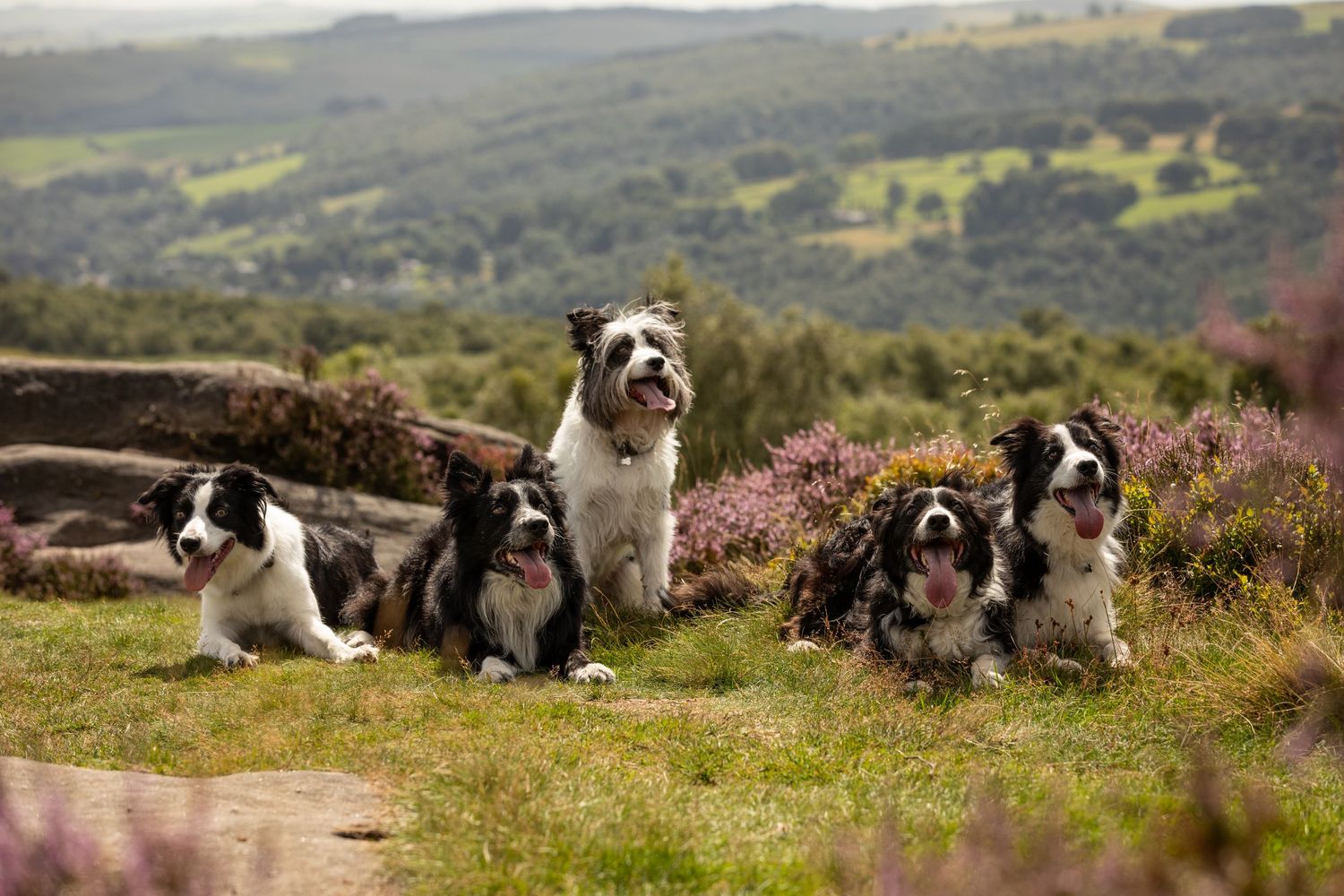 Group of Border Collies sitting together on a hilltop overlooking a scenic countryside landscape.