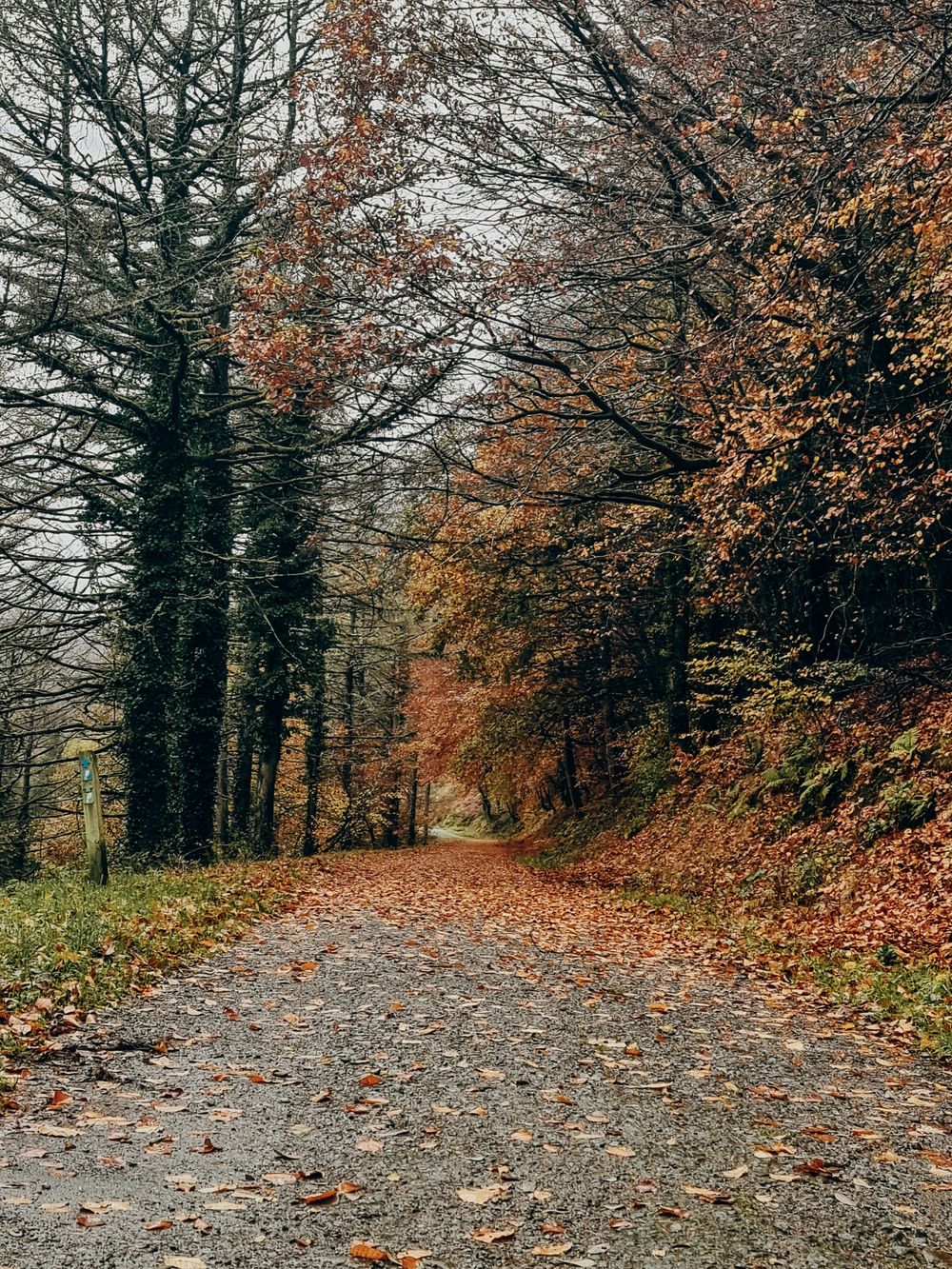 Autumn leaves carpet a winding forest path surrounded by tall trees with orange and brown foliage.