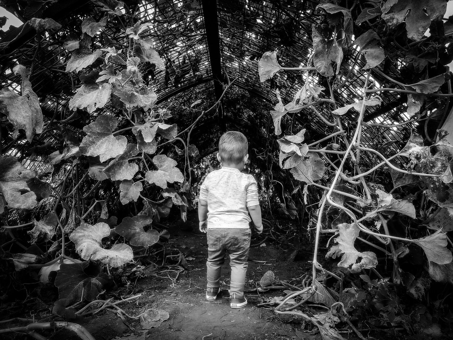 Boy in Wonderland