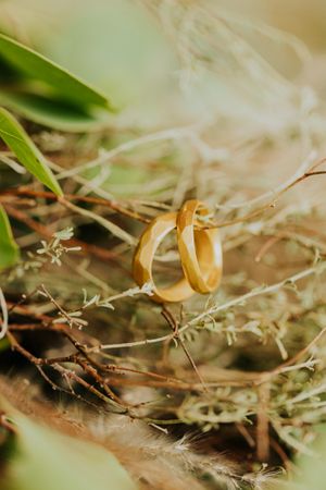 Goldene Eheringe eingebettet zwischen zarten getrockneten Blumen und Gras.
